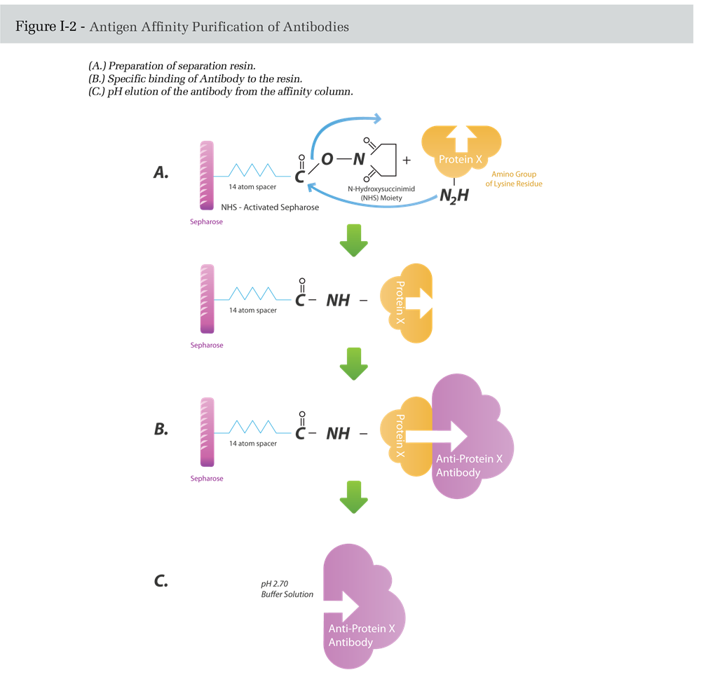 Antigen Affinity Purification of Antibodies
